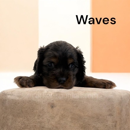 puppy, for, sale, Cocker Spaniel, Joe & Cherri  Overlease, dog, breeder, Miller, MO, dog-breeder, puppy-for-sale, forsale, nearby, find, puppyfind, locator, puppylocator, aca